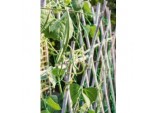 Pea & Bean Net - 6 x 2m