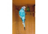 Cage & Aviary Welded Panel - 0.6 x 0.9m Mesh size: 13x13mm